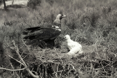 Spanish Imperial Eagle, Coto Donana Spain. Taken by Eric Hosking in 1957