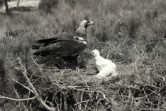 Spanish Imperial Eagle, Coto Donana Spain. Taken by Eric Hosking in 1957