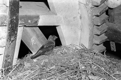 Jackdaw at nest - Hickling Norfolk. Taken by Eric Hosking in 1941