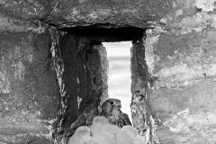Kestrel at nest in Barn, Gorple, Yorkshire. Taken by Eric Hosking in 1944