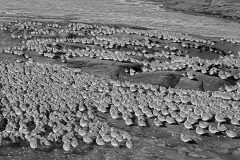 knot, Little Eye, Hilbre, Taken by Eric Hosking in 1949