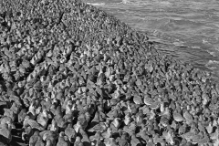 knot, Little Eye, Hilbre, Taken by Eric Hosking in 1949