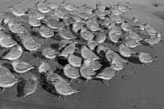 knot, Little Eye, Hilbre, Taken by Eric Hosking in 1949