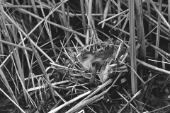 Little Crake taken in Hungary. Taken by Eric Hosking in 1961