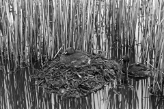 Little Grebe at nest with newly hatched chick,  Minsmere. Taken by Eric Hosking in 1950