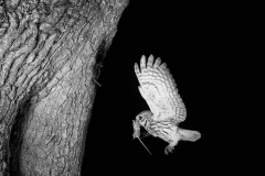 Little Owl , Chillesford, Suffolk. Taken by Eric Hosking in 1949 Using High Spreed flash equipment.