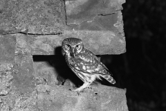 Little Owl - Doldowlod Wales. Taken by Eric Hosking 1938