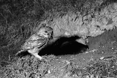 Little Owl - Doldowlod Wales. Taken by Eric Hosking in 1938