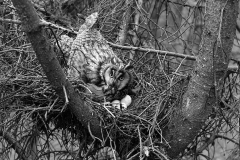 Long eared Owl at nest near kings lynn. Taken by Eric Hosking in 1940.