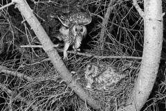 Long-eared Owl pair at nest King's Lynn Norfolk. Taken by Eric Hosking in 1940