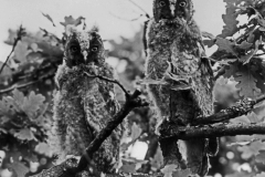 Newly fledged Long-eared Owls. May 1940 near King's Lynn Norfolk taken using a Sanserson Camera witha Tessar 21cm lens. Taken by Eric Hosking.