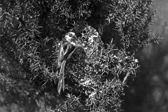 Long tailed tit at Nest taken in 1929 by Eric Hosking, his first recorded bird photograph sale.