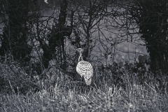 Macqueen's Bustard (Houbara) 10/12/1962. Photo by Eric Hosking.