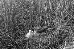 Montagu's Harrier - Hicking Norfolk . Taken by Eric Hosking in 1942