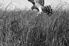 Montagu's Harrier, May 1938, Sanderson field camera,serrac 8.5 inch lens F/11, 1/50th shutter speed, film HSFP. This image was used as the crest for RAF Squadron 193. Photo by Eric Hosking