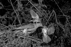 Nightingale attaching a stuffed Cuckoo - Staverton Suffolk. Taken by Eric Hosking in 1948