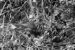 Nightingale at nest, Eyke Suffolk . Taken by Eric Hosking in 1936