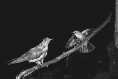 Nightingale attaching a stuffed Cuckoo - Staverton Suffolk. Taken by Eric Hosking in 1948