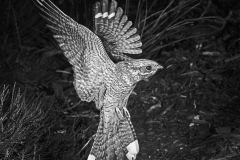 Nightjar, July 1949, Brand 17 Camera, Tessar 8.5inch lens, F/32, High Speed Flash 1/10,000th of a second, film P1200. Taken by Eric Hosking.