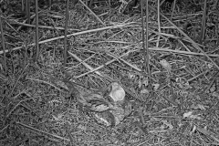 Nightjar with mouth open- Staverton Park Suffolk. Taken by Eric Hosking in 1945