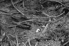Nightjar at nest with two eggs- Staverton Park Suffolk. Taken by Eric Hosking in 1945
