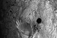 Nuthatch flying from nest. Mistley Essex. Taken by Eric Hosking in 1949