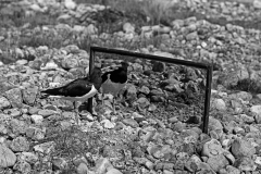 Oystercatcher looking at its reflection in a mirror - Loch Morlich Scotland . Taken by Eric Hosking in 1947