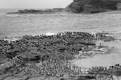 Oystercatchers and Redshanks on Little eye looking towards Hilbre Island. Taken by Eric Hosking in 1953