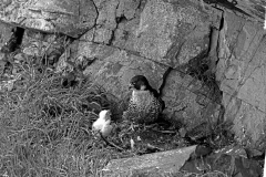 Peregrine at nest with chick. Taken by Eric Hosking in June 1953
