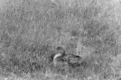 Pintail at nest - Dinnyes Hungary. Taken by Eric Hosking in 1961