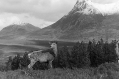 Red Deer male, Sutherland.Taken by Eric Hosking in 1939