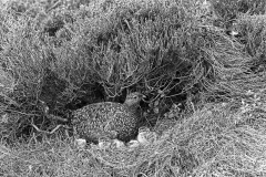 Red Grouse female with newly hatched young. Aviemore .Taken by Eric Hosking in 1939