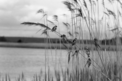 Sand Martins at Minsmere. Brand 17 Camera, Tessar 8.5inch lens, f16, Taken by Eric Hosking in May 1950