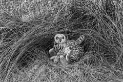 Short eared Owl, Hickling 1943