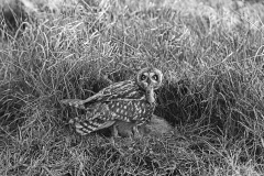Short eared Owl, Hickling,Norfolk, 1942