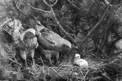 Short toed Eagles at nest - Coto Donana , Spain, 1957