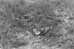 Stone Curlew change over at nest - Eyke Suffolk 1936.