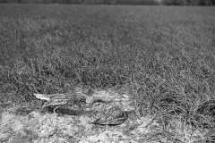 Stone Curlew change over at nest, Staverton 1948