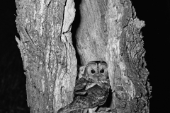 Tawny Owl at nest hicking Norfolk 1942