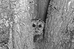 Tawny Owl at nest hole, Doldowlod 1937.